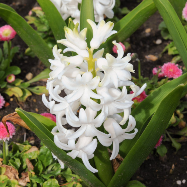 Hyacinth Bulbs - Carnegie
